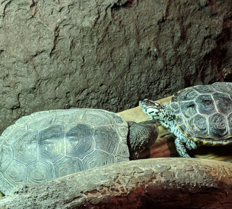 turtles-photo